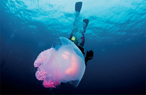 种类繁多的海洋生物