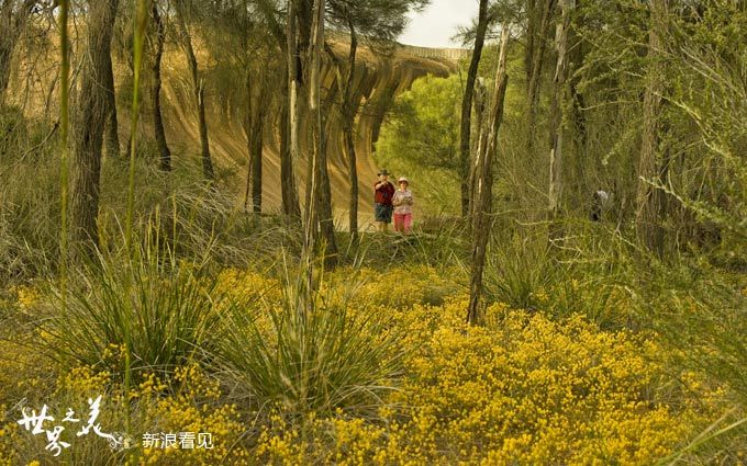 Couple-in-wildfl