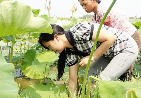 不上正席到爽心佳肴 江城藕带的故事