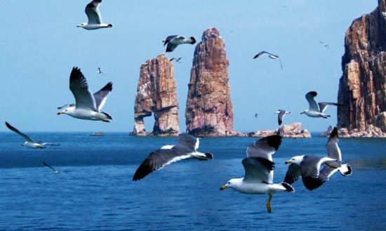 长岛的海岛和海鸥 摄影 袁克廷