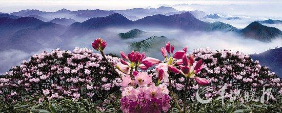 　　湖南莽山高山杜鹃 景区/供图