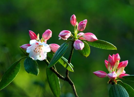 黄山杜鹃花开正当时。