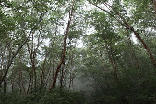 夏季北京周边新去处 游北方第一奇山白石山