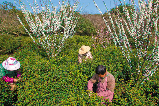 碧螺春茶树最喜这样的场景：温润潮湿的水汽；山岩风化分解后微酸的土壤；间植有桃、李、杏、梅、柿、桔、石榴等佳果无数。