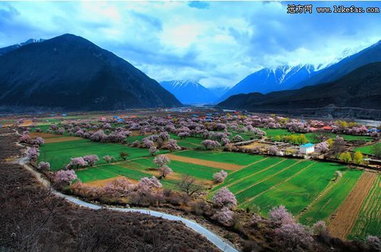 雪山下林芝的桃花村 作者：锈剑