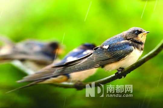 鸟儿也在欣赏这场春雨。　C FP供图