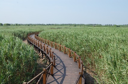 西沙湿地