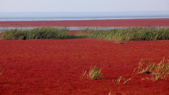 红海滩