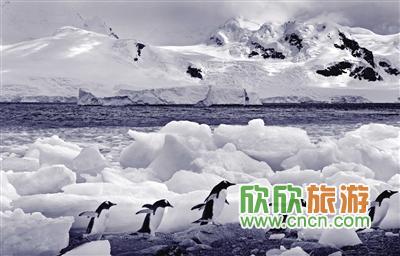 今年各大旅行社纷纷推出南极游产品
