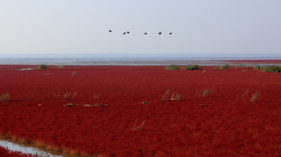 红色海洋