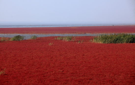 红海滩