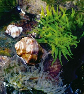 长岛无污染的海水滋养着纯净的海洋生物