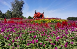 旅游信息网_2025北京菊花文化节暨国际鲜花港金秋赏花游园会