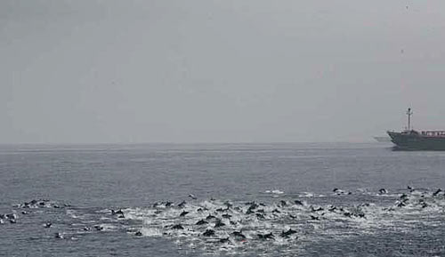 图文：海盗欲袭中国商船 千只海豚飞跃"护驾"