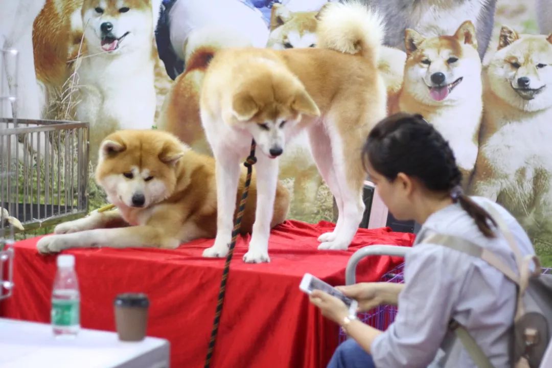 萌宠来袭CPF广州宠物展6月与萌宠一起大狂欢 萌宠来袭CPF广州宠物展6月与萌宠一起大狂欢