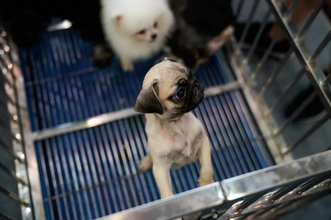 萌宠来袭CPF广州宠物展6月与萌宠一起大狂欢 萌宠来袭CPF广州宠物展6月与萌宠一起大狂欢