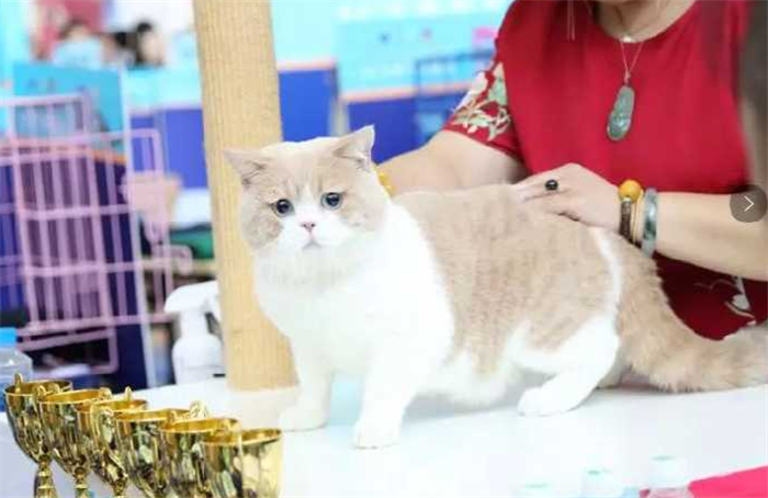 热烈祝贺2019第二十二届亚洲宠物展览会于2019年8月21日-8月25日在上海新国际博览中心隆重开幕! 热烈祝贺2019第二十二届亚洲宠物展览会于2019年8月21日-8月25日在上海新国际博览中心隆重开幕!