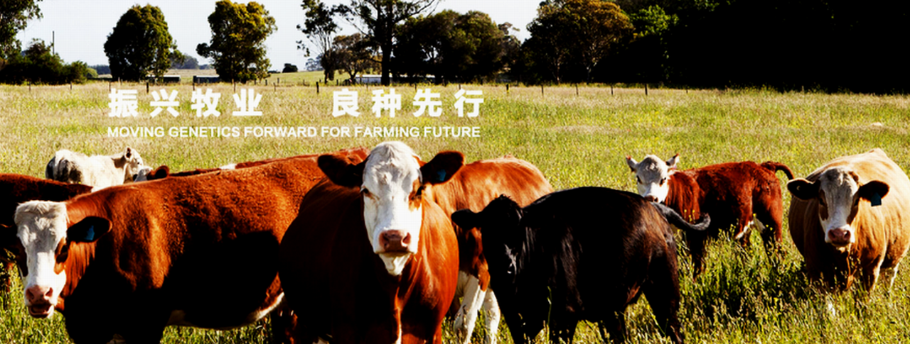 2019中国（银川）国际奶业展览会-大号会展 www.dahaoexpo.com