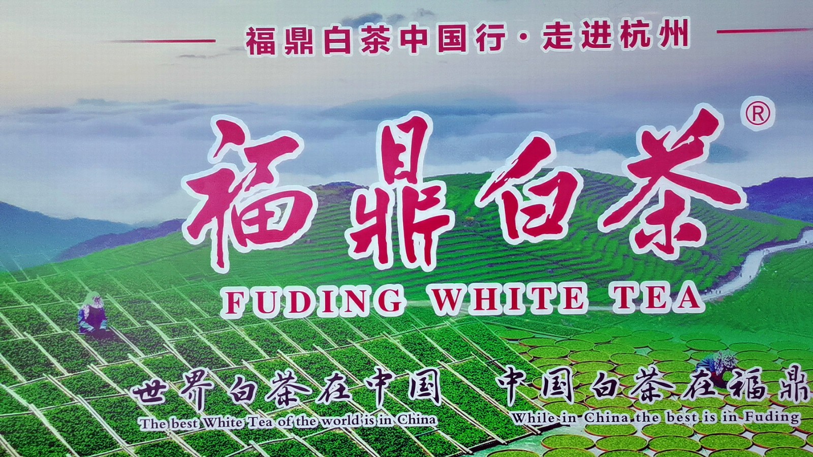 热烈祝贺2021第四届中国国际茶叶博览会于2021年5月21日-5月25日在杭州国际博览中心隆重开幕!COTV大号会展为您现场发布! 热烈祝贺2021第四届中国国际茶叶博览会于2021年5月21日-5月25日在杭州国际博览中心隆重开幕!COTV大号会展为您现场发布!