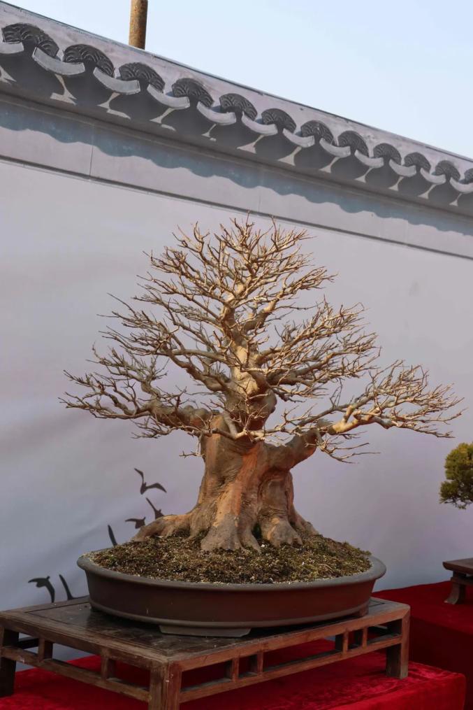 今起,这个展览免费开放,持续5天! 今起,这个展览免费开放,持续5天!