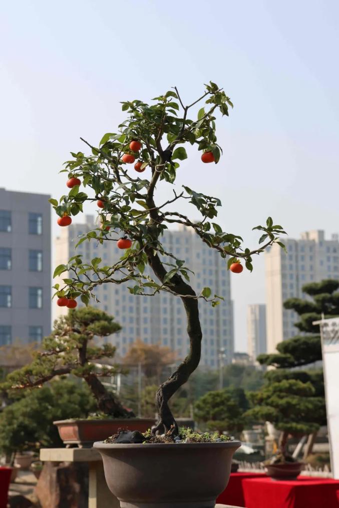 今起,这个展览免费开放,持续5天! 今起,这个展览免费开放,持续5天!