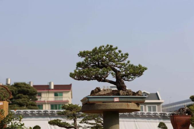 今起,这个展览免费开放,持续5天! 今起,这个展览免费开放,持续5天!