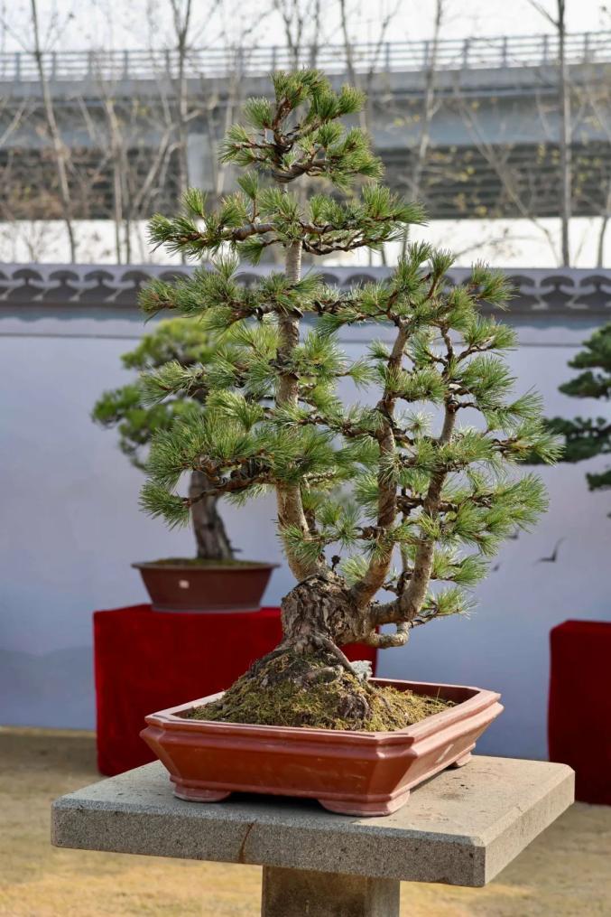 今起,这个展览免费开放,持续5天! 今起,这个展览免费开放,持续5天!