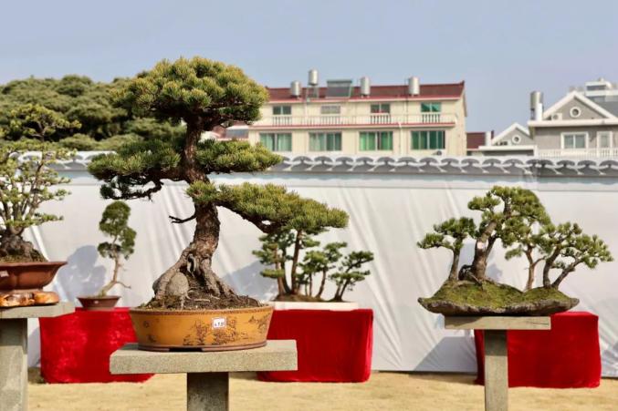 今起,这个展览免费开放,持续5天! 今起,这个展览免费开放,持续5天!