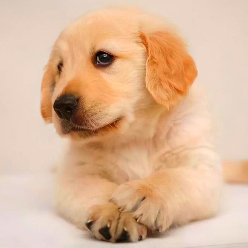 大号发布：2024中国·杭州第二届浙江国际宠物展览会于2024年07月12日-14日在杭州大会展中心盛大开幕！COTV全球直播、大号商城、中网市场、大号会展现场发布！