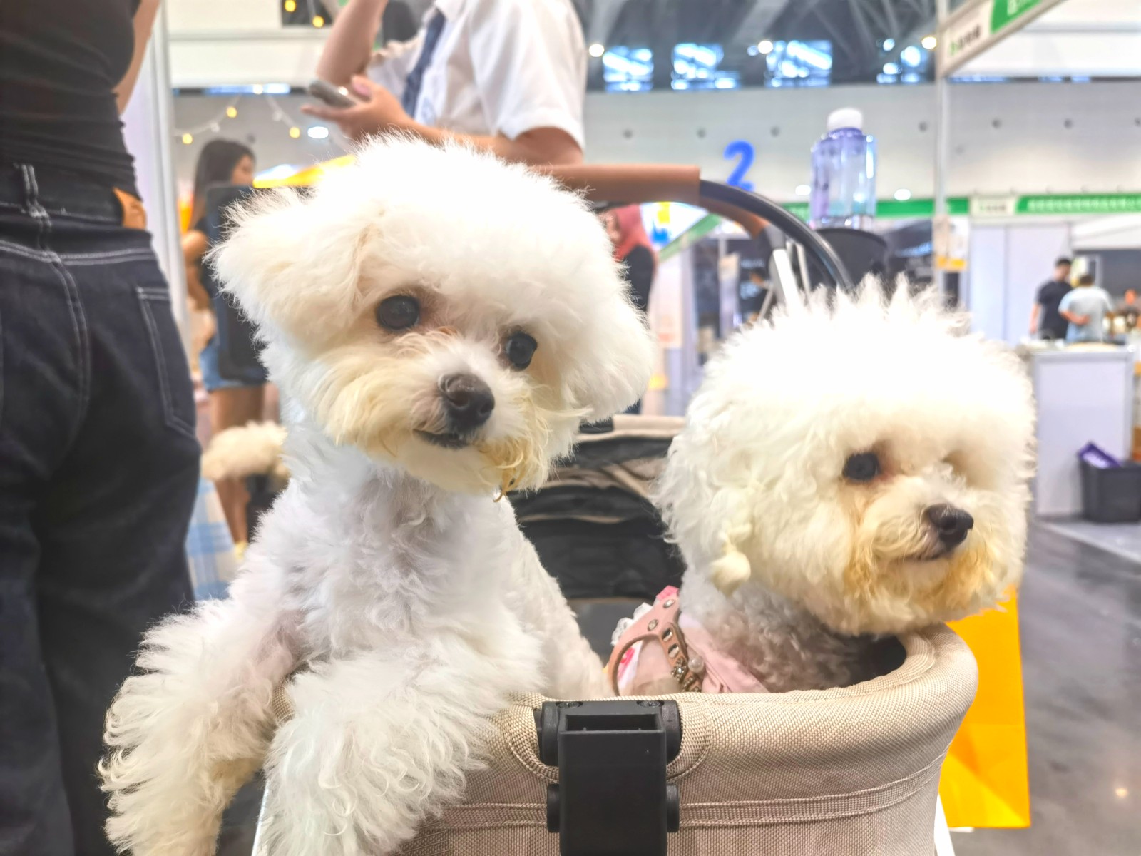 大号发布：2024中国·杭州第二届浙江国际宠物展览会于2024年07月12日-14日在杭州大会展中心盛大开幕！COTV全球直播、大号商城、中网市场、大号会展现场发布！