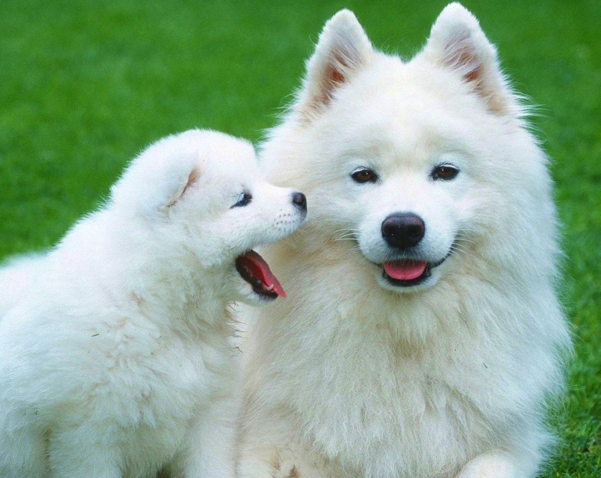 大号发布：2024中国·杭州第二届浙江国际宠物展览会于2024年07月12日-14日在杭州大会展中心盛大开幕！COTV全球直播、大号商城、中网市场、大号会展现场发布！