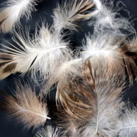 ,水洗鸭毛片,鹅毛片