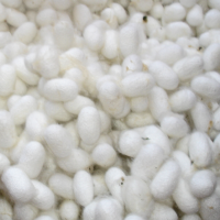 桑蚕茧壳，削口茧，美容用蚕茧