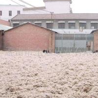 供应羊剪绒、羊毛(图)