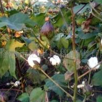 供应棉花 优质棉花 棉花生产基地