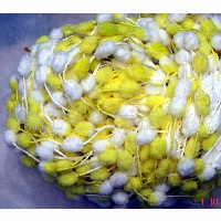 供应桑子花式纱线  