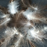 供应水洗2-4cm灰鸭毛片