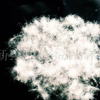 供应70%白鸭绒(图)  