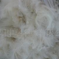 供应4-6里面 水洗白鸭毛片 高档枕芯 沙发 床垫填充