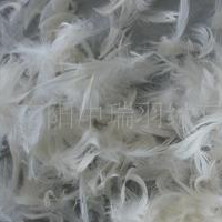 供应2-4CM 水洗白鸭毛片 枕芯垫被高级填充物