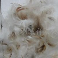 供应4-6cm水洗灰鸭片