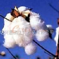 供应有机棉棉花