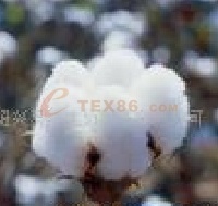 供应新疆棉花