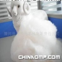 白中白 无毛山羊绒